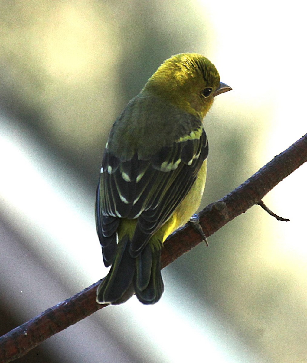 Western Tanager - ML642817440