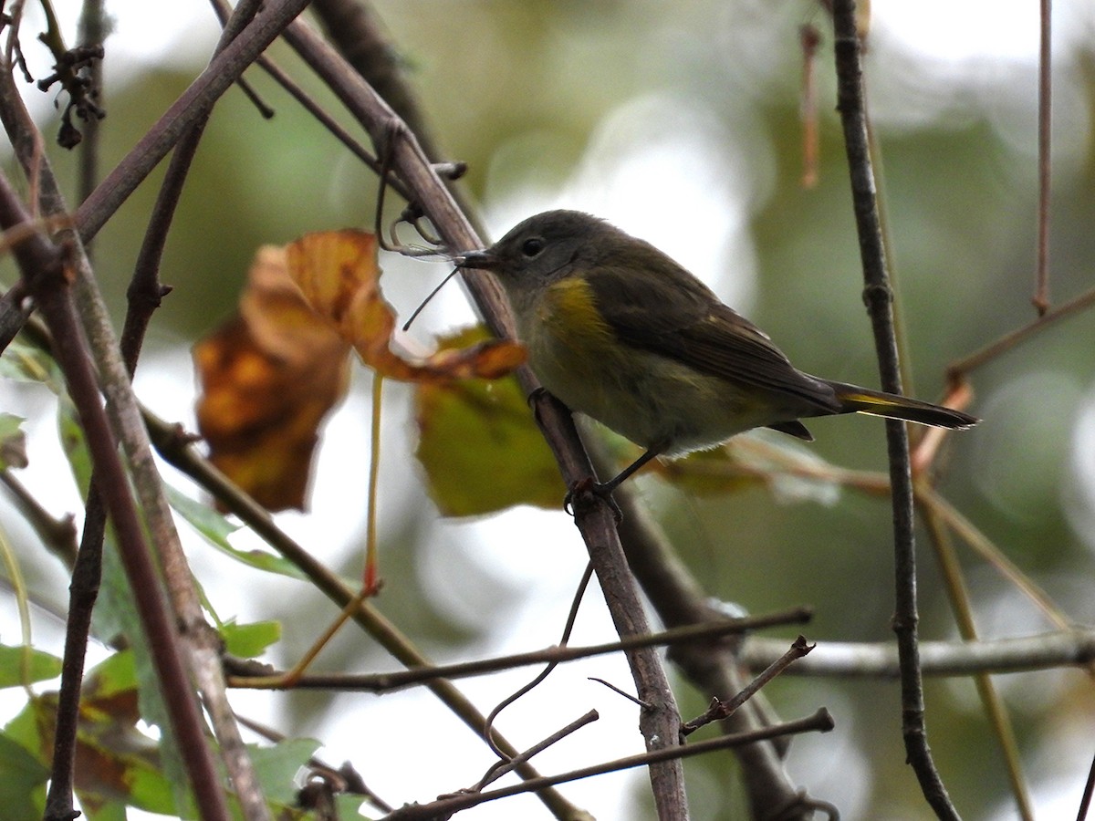 American Redstart - ML642817441