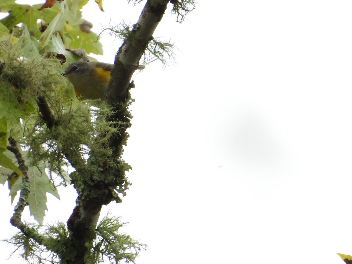 American Redstart - ML642817442
