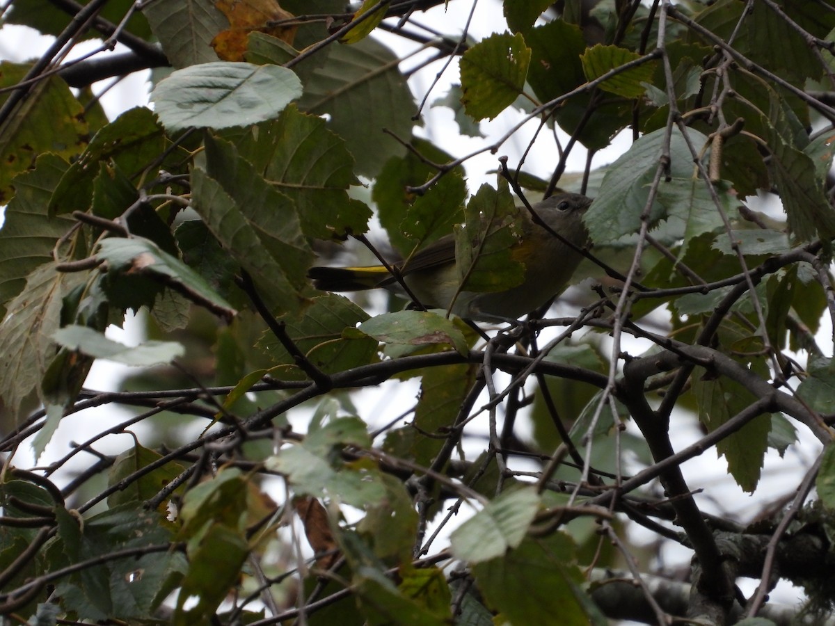 American Redstart - ML642817443