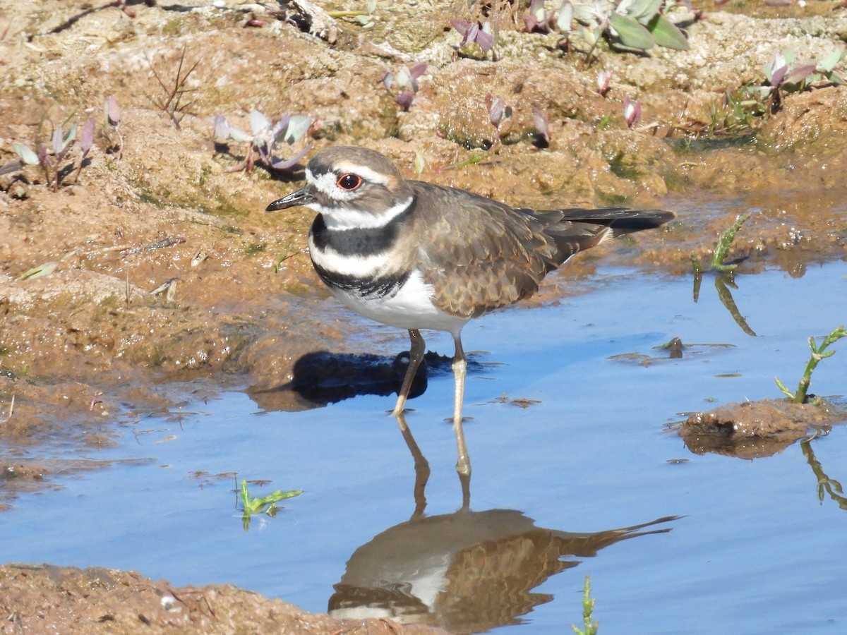 Killdeer - ML642817445
