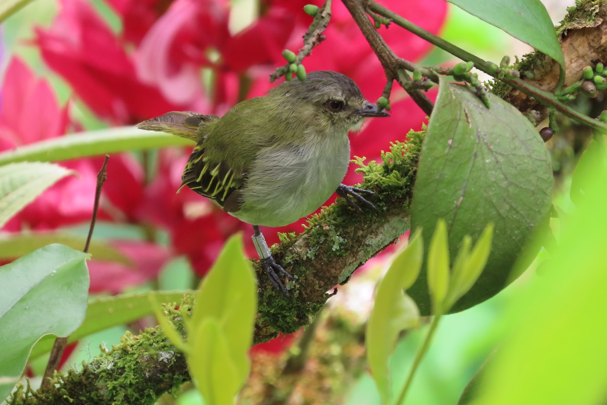 Mistletoe Tyrannulet - ML642817453