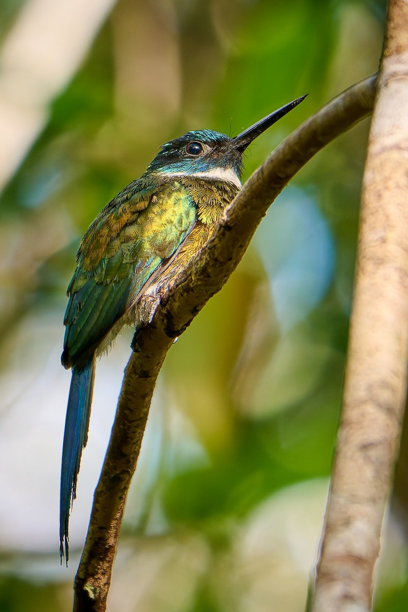 Bronzy Jacamar - ML642817455
