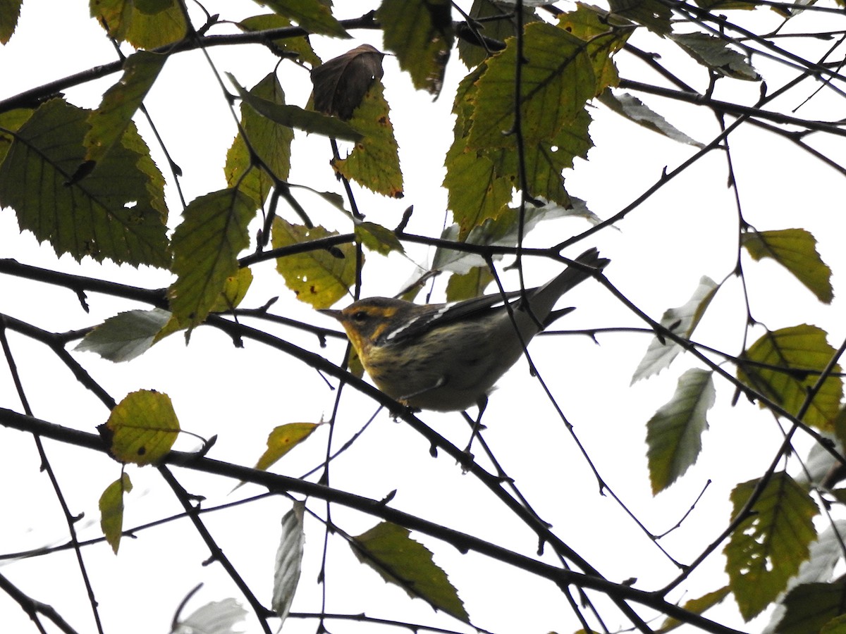 Blackburnian Warbler - ML642817463