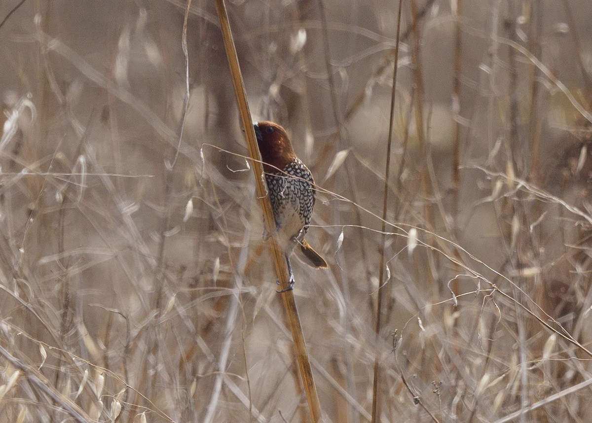 Scaly-breasted Munia - ML642817464