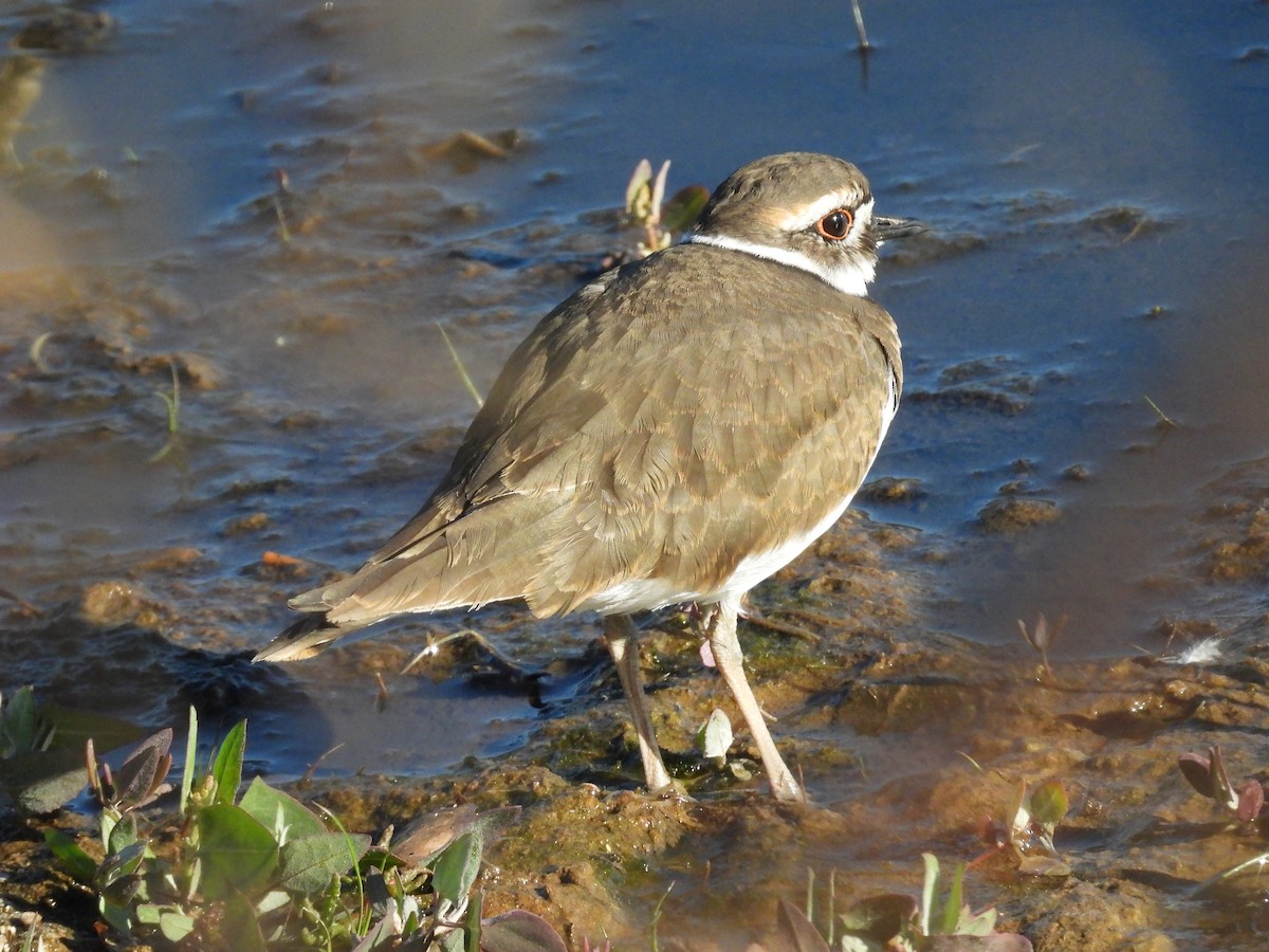 Killdeer - ML642817465