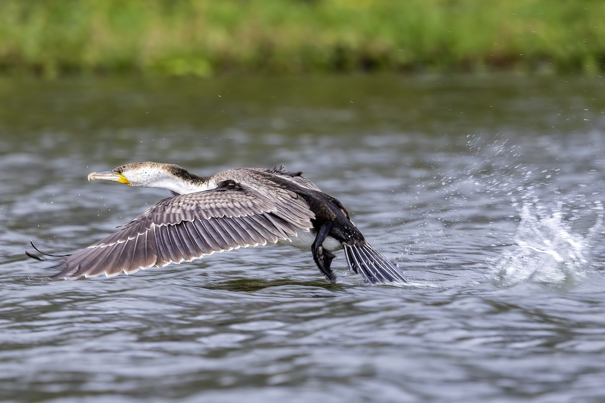 Great Cormorant (White-breasted) - ML642817471