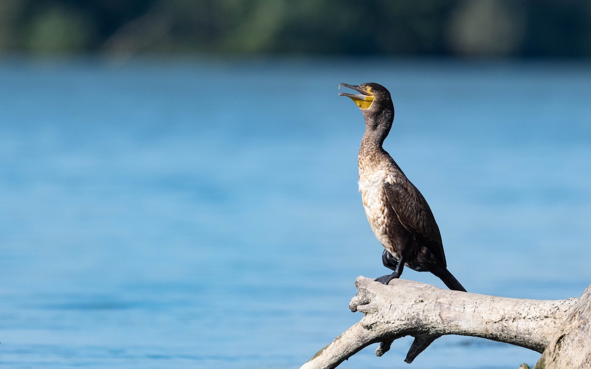 Great Cormorant - ML642817476