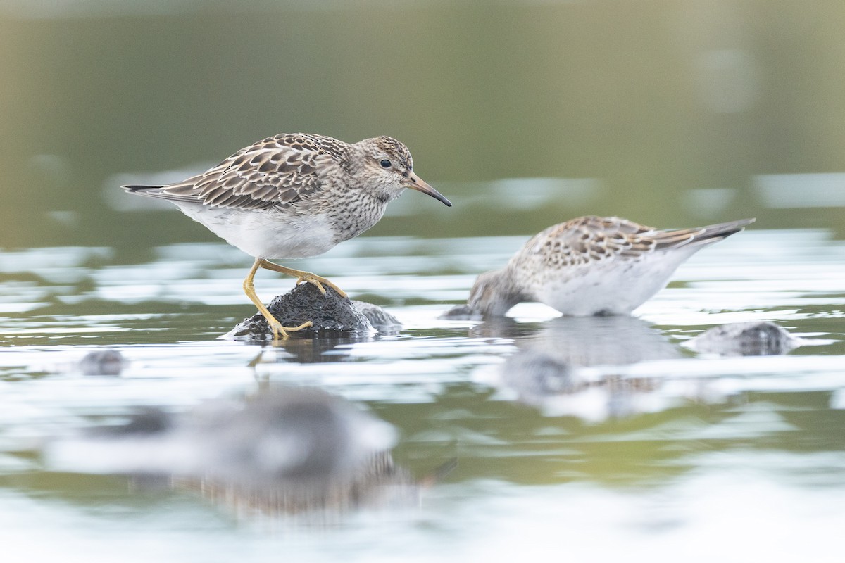 Pectoral Sandpiper - ML642817480