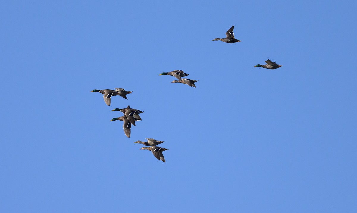 Mallard - ML642817481