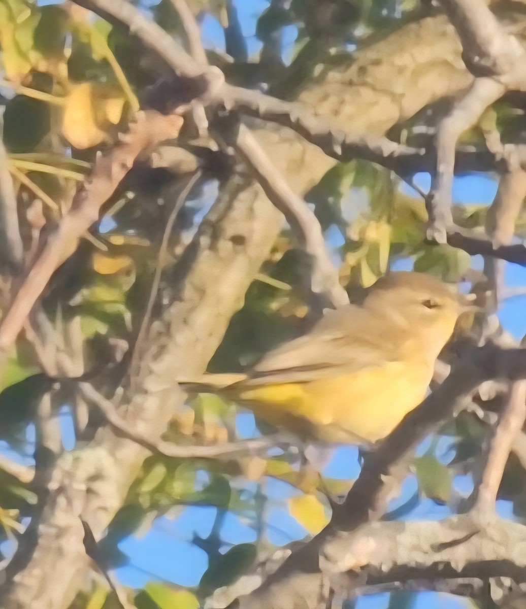 Palm Warbler - ML642817482