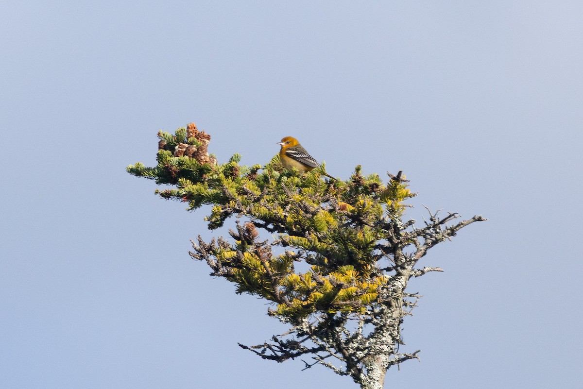 Baltimore Oriole - ML642817486