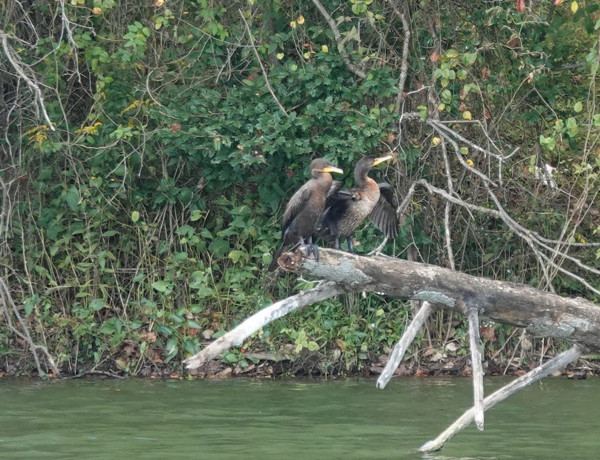 Double-crested Cormorant - ML642817492