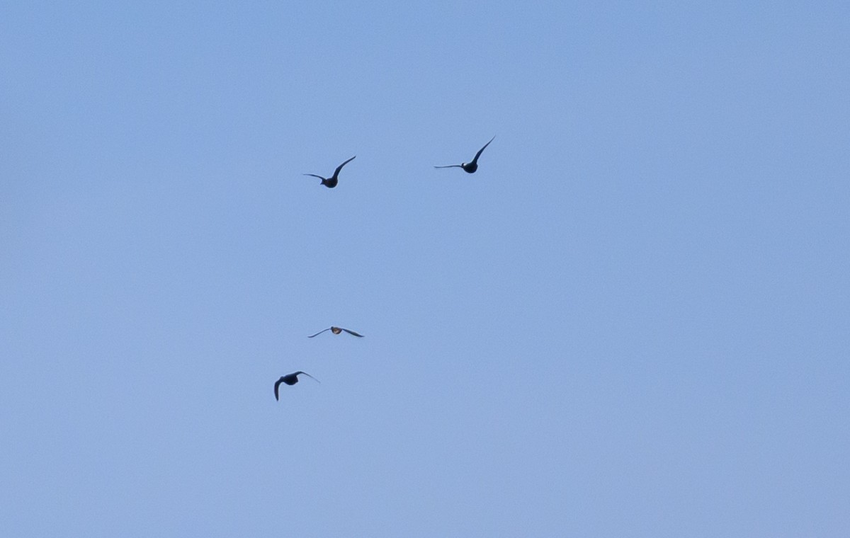 Surf Scoter - ML642817495