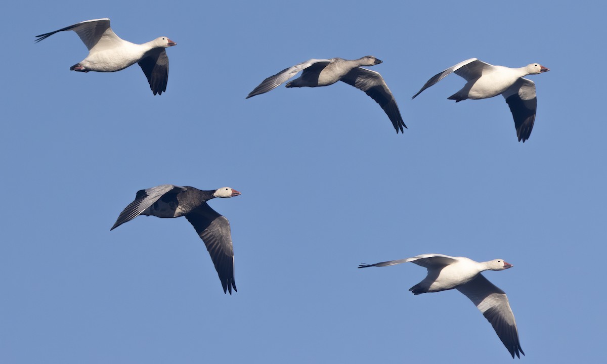 Snow Goose - ML642817496