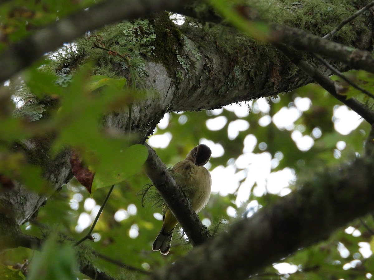 Palm Warbler - ML642817497