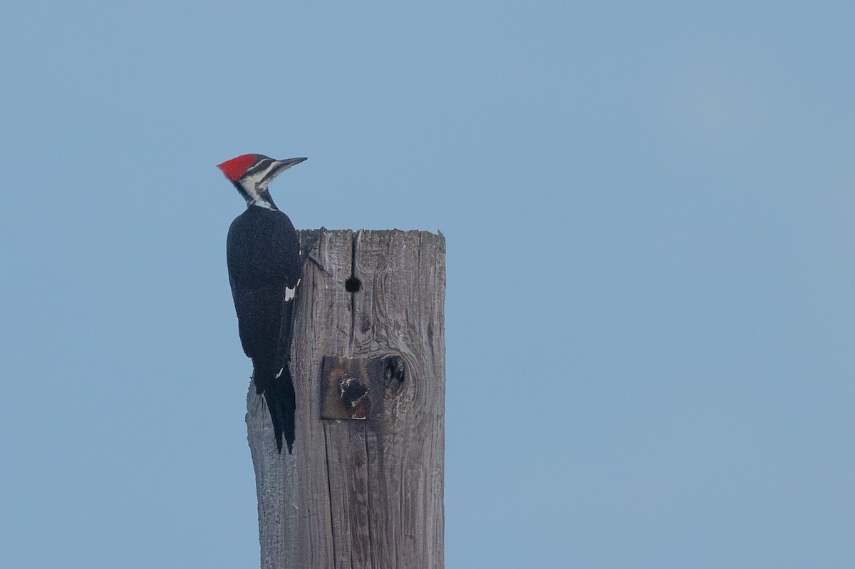 Pileated Woodpecker - ML642817498