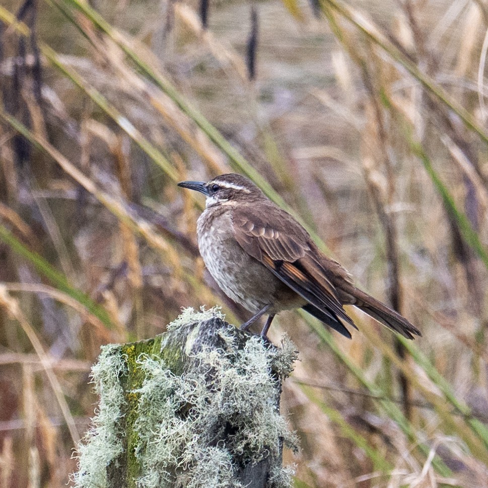 Stout-billed Cinclodes - ML642817505