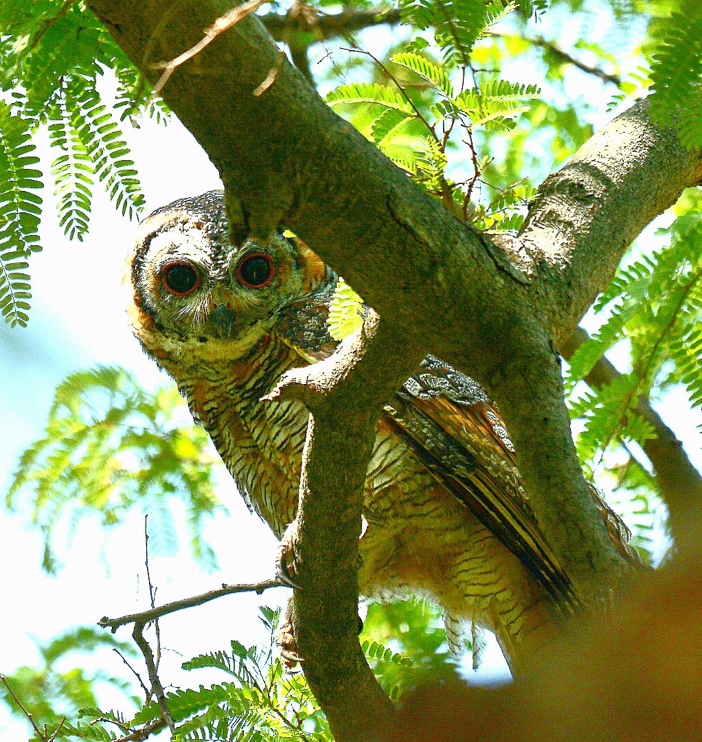 Mottled Wood-Owl - Renuka Vijayaraghavan