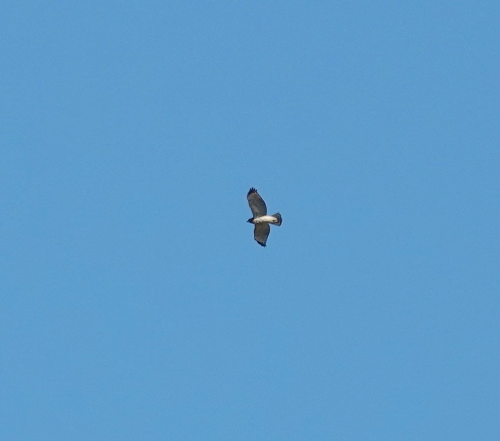 Broad-winged Hawk - ML642817511