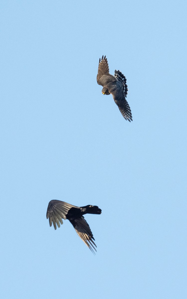 Faucon émerillon (columbarius) - ML642817528