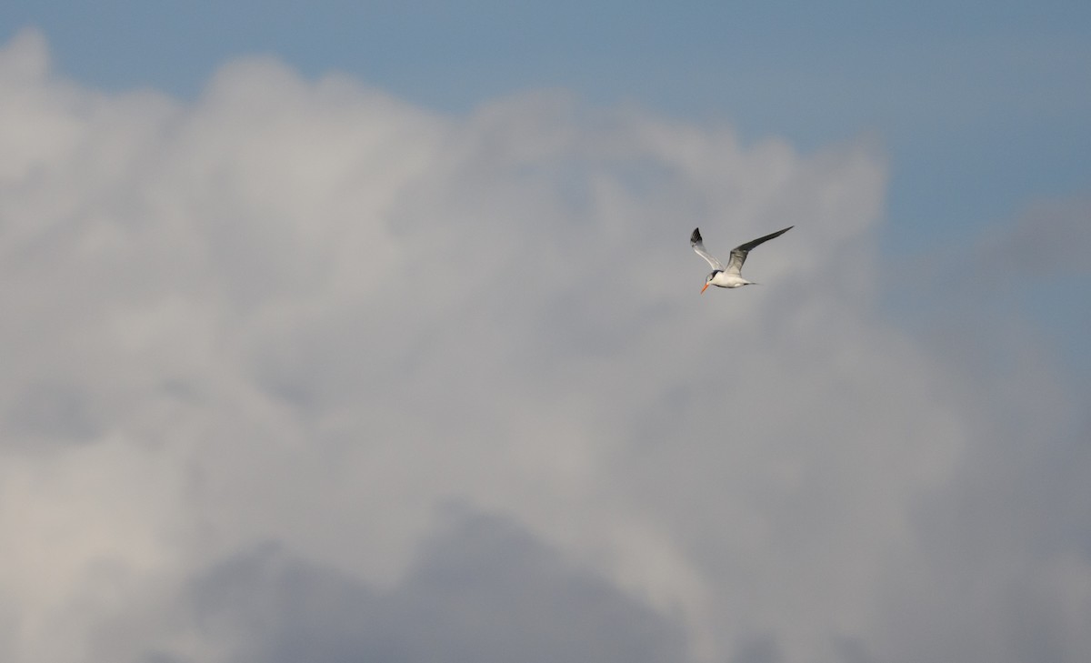 Royal Tern - ML642817533