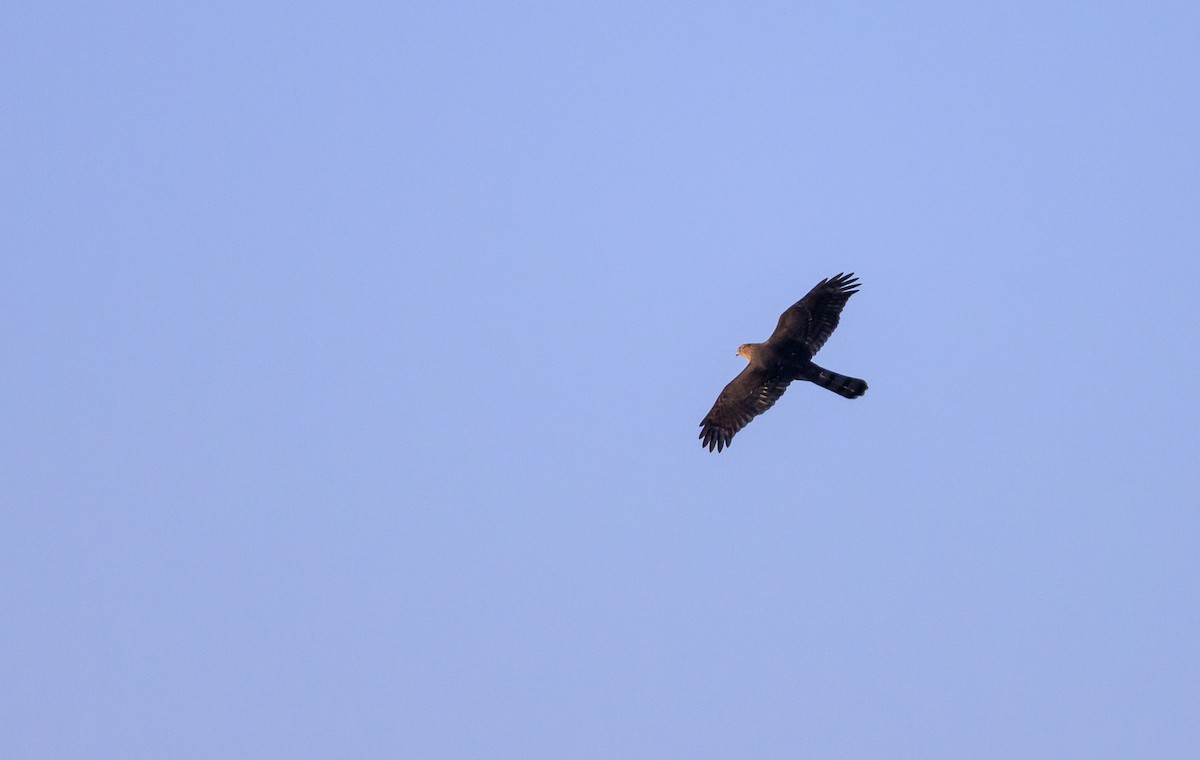Cooper's Hawk - ML642817535