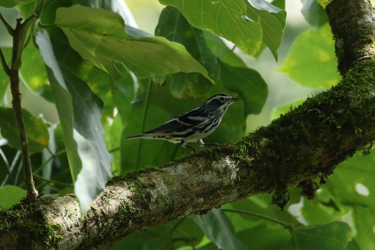 Black-and-white Warbler - ML642817540