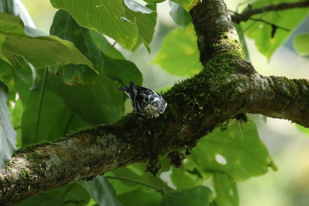 Black-and-white Warbler - ML642817541