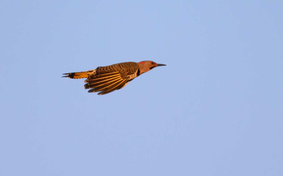 Northern Flicker (Yellow-shafted) - ML642817542