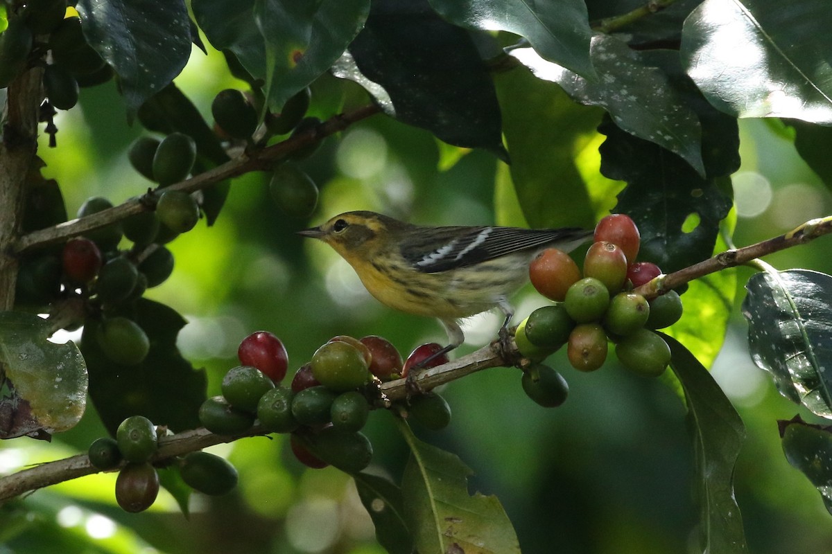 Blackburnian Warbler - ML642817553