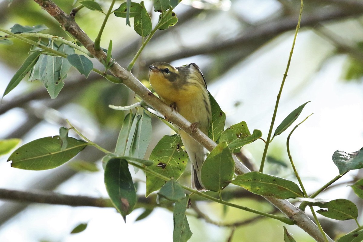 Blackburnian Warbler - ML642817554