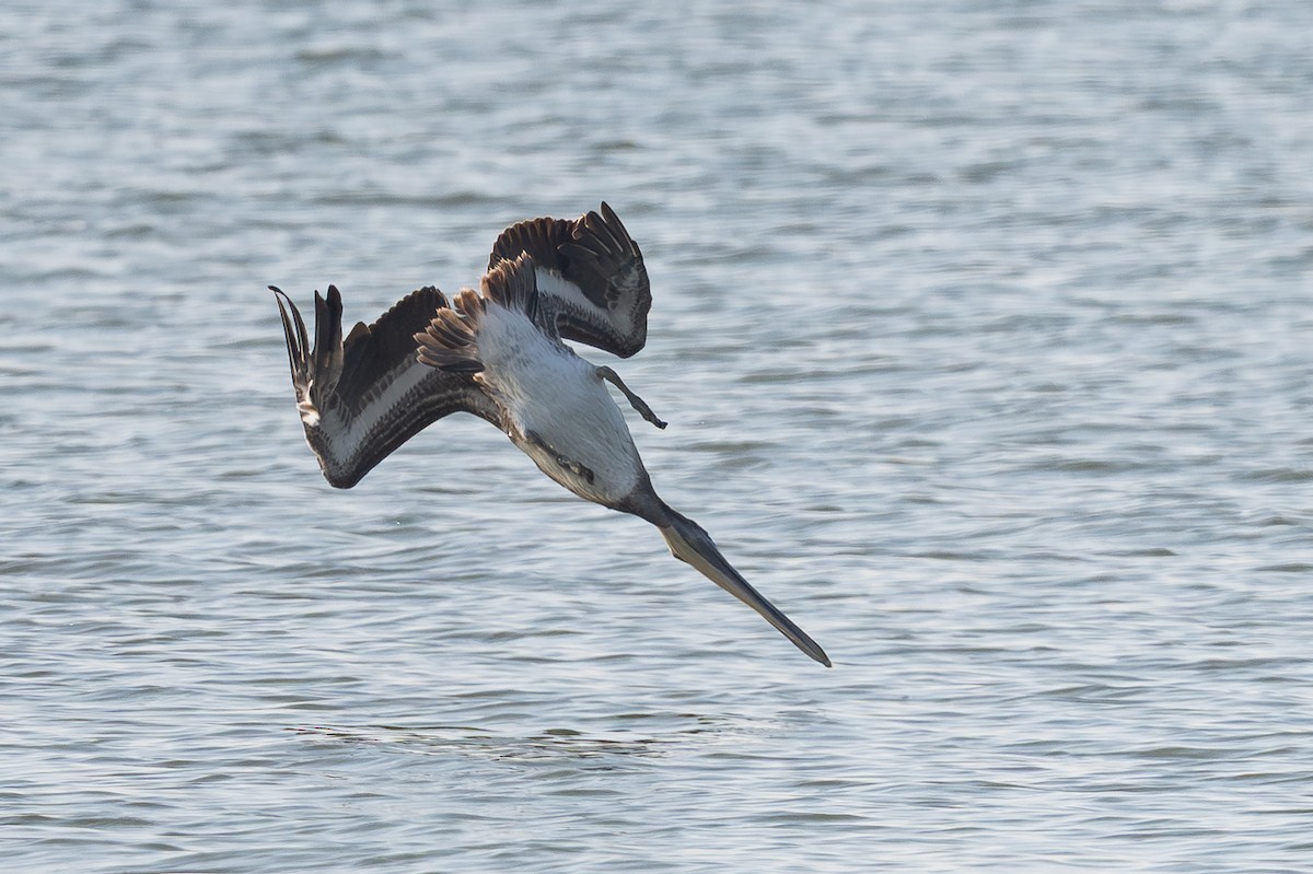 Brown Pelican - ML642817556