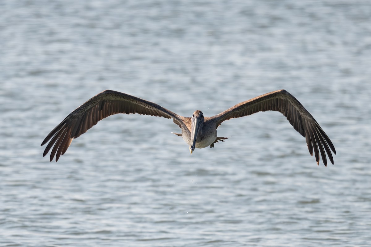 Brown Pelican - ML642817559