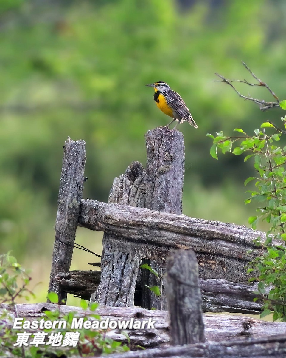 Eastern Meadowlark - ML642817562
