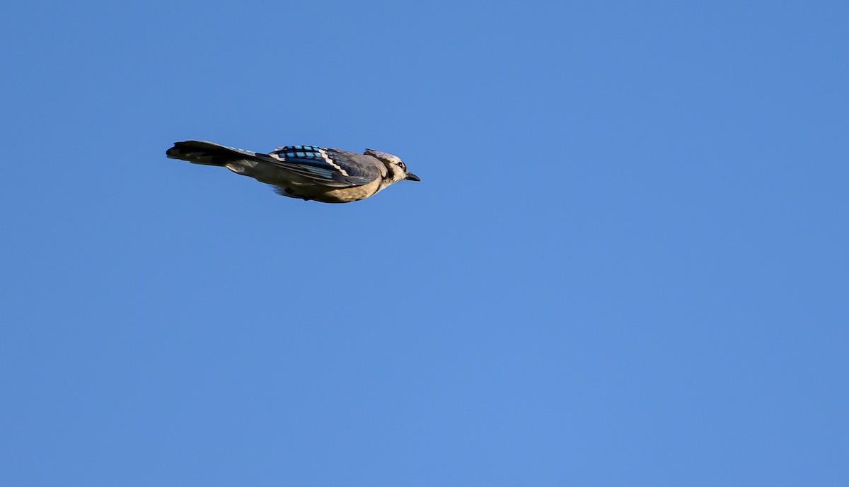 Blue Jay - ML642817569