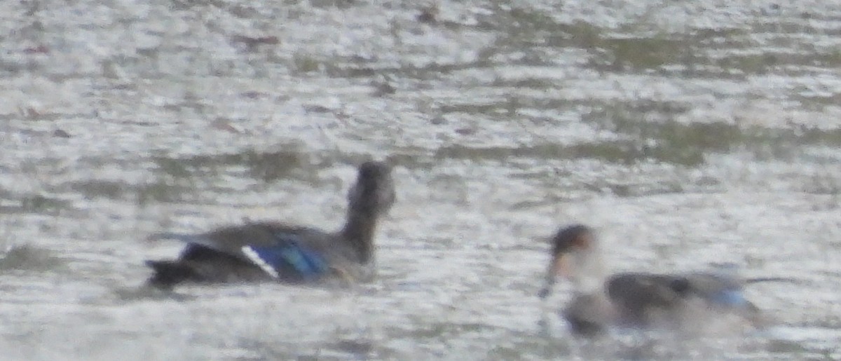 eBird Checklist - 2 Oct 2025 - Pickering Ponds, Rochester - 39 species