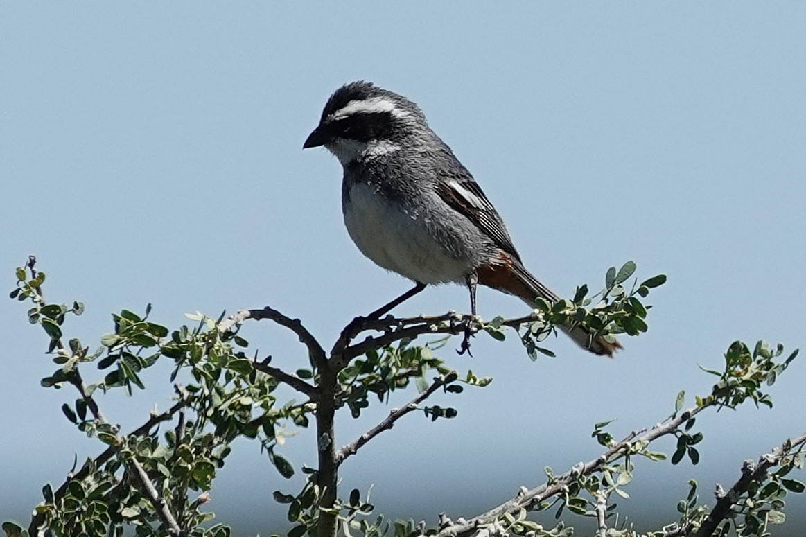 Ringed Warbling Finch - ML642817575