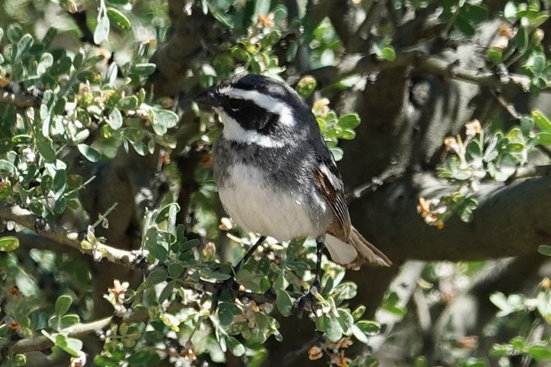 Ringed Warbling Finch - ML642817576
