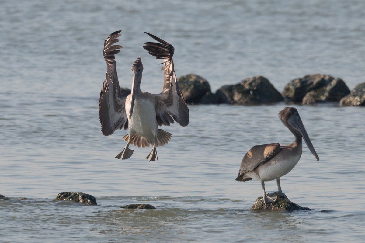 Brown Pelican - ML642817578