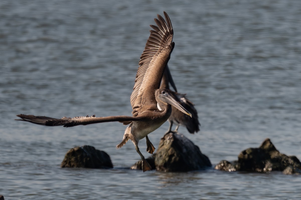 Brown Pelican - ML642817592
