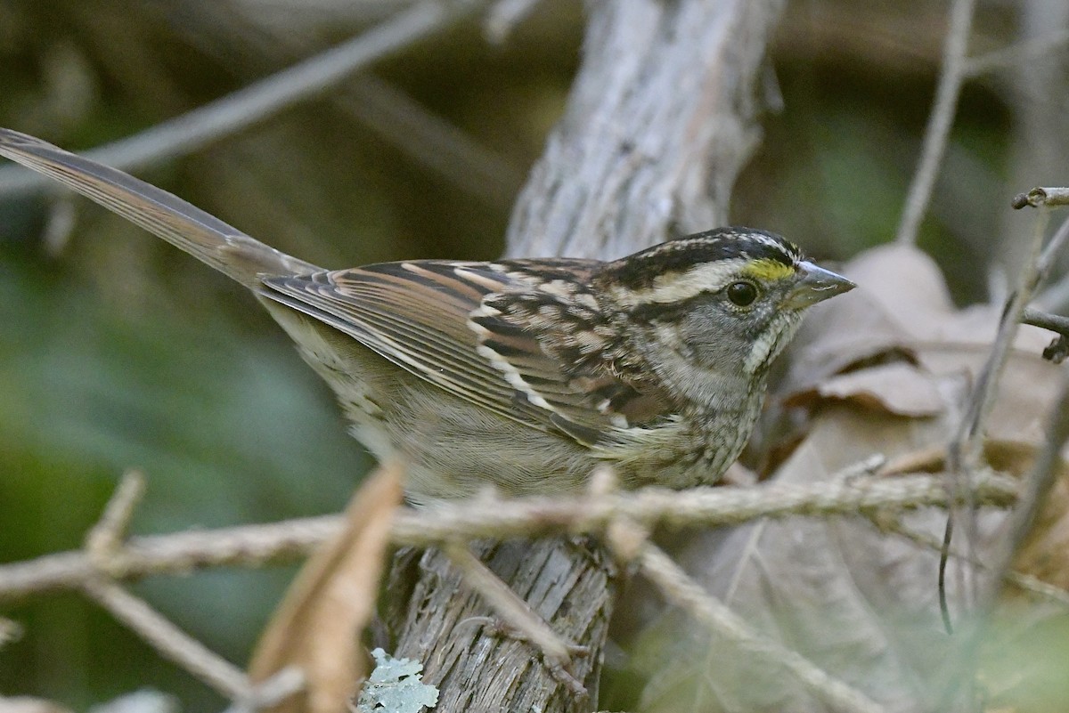 White-throated Sparrow - ML642817595