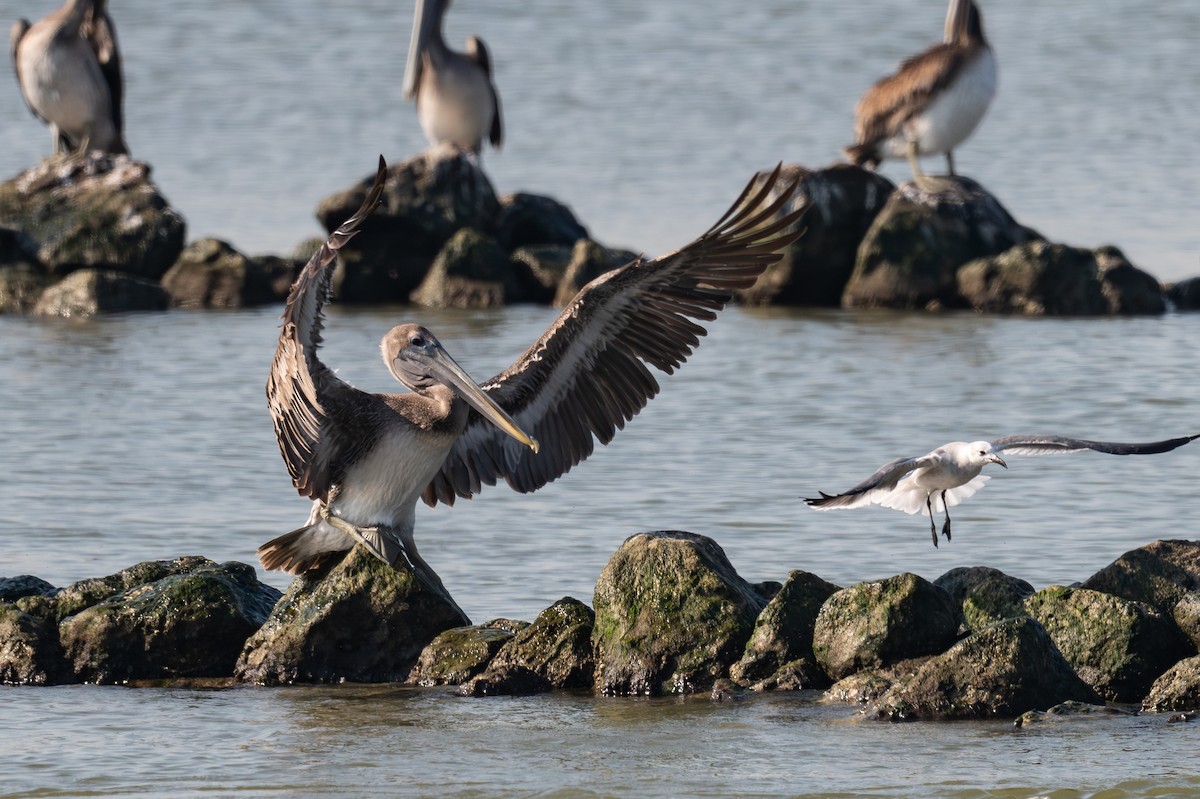 Brown Pelican - ML642817600