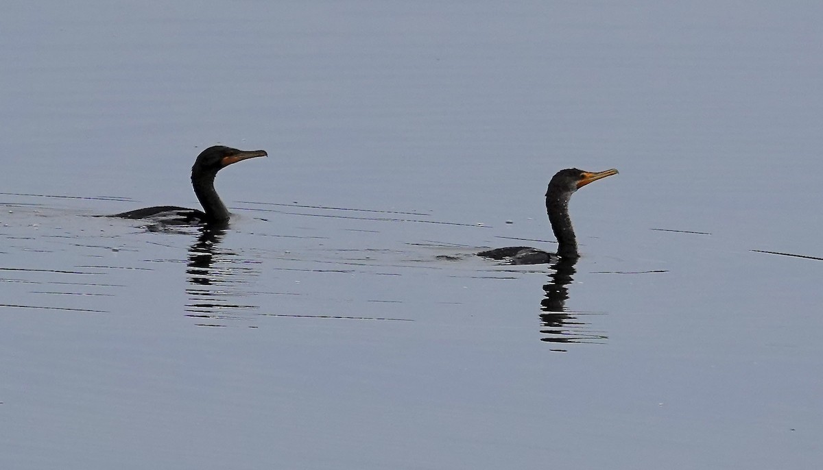 Double-crested Cormorant - ML642817605