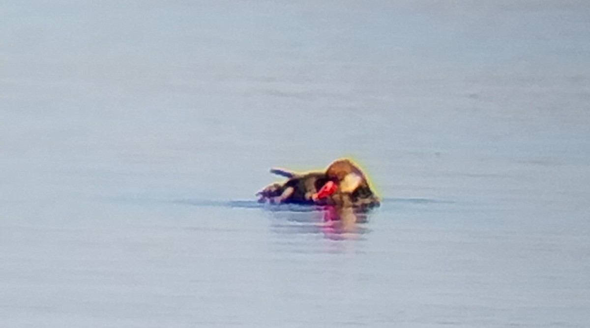 Red-crested Pochard - ML642817612