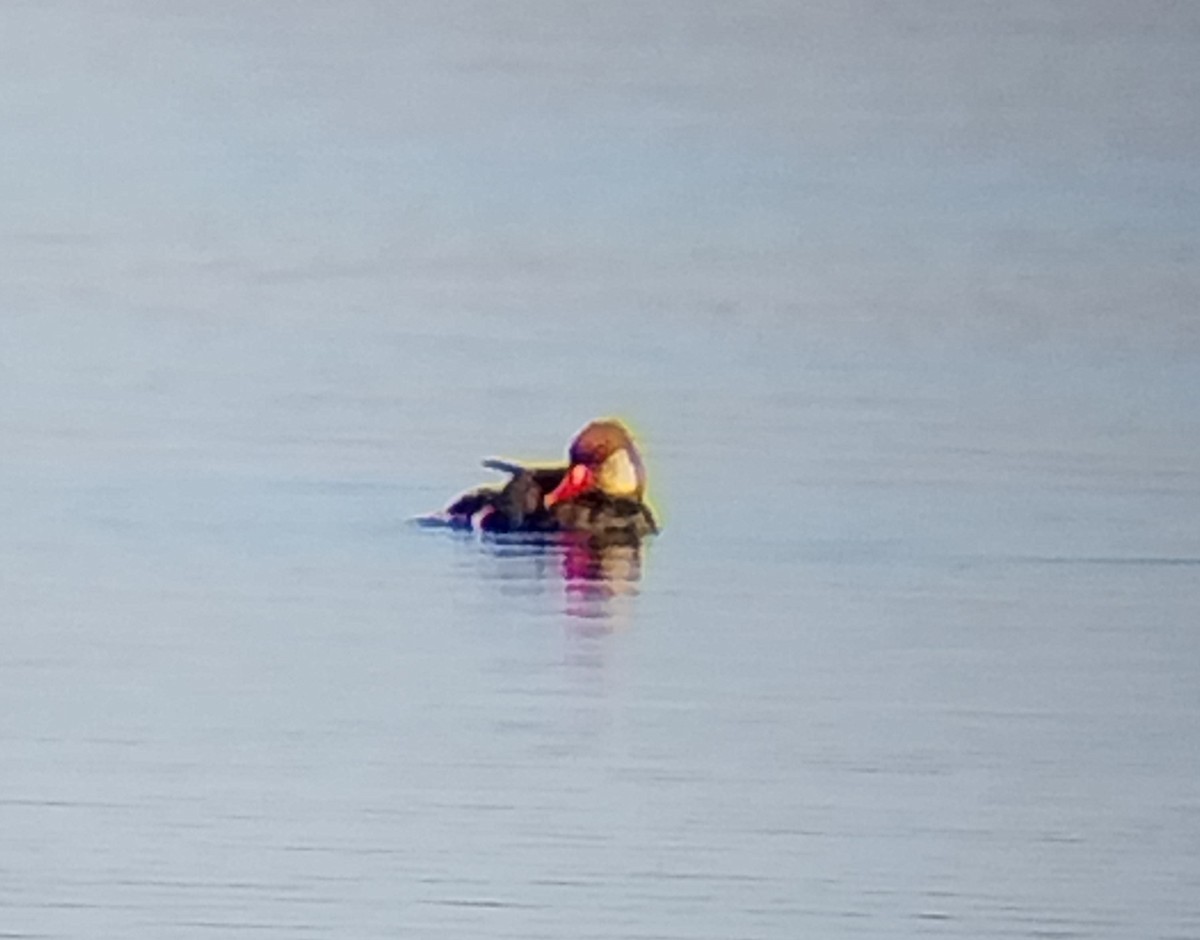 Red-crested Pochard - ML642817613
