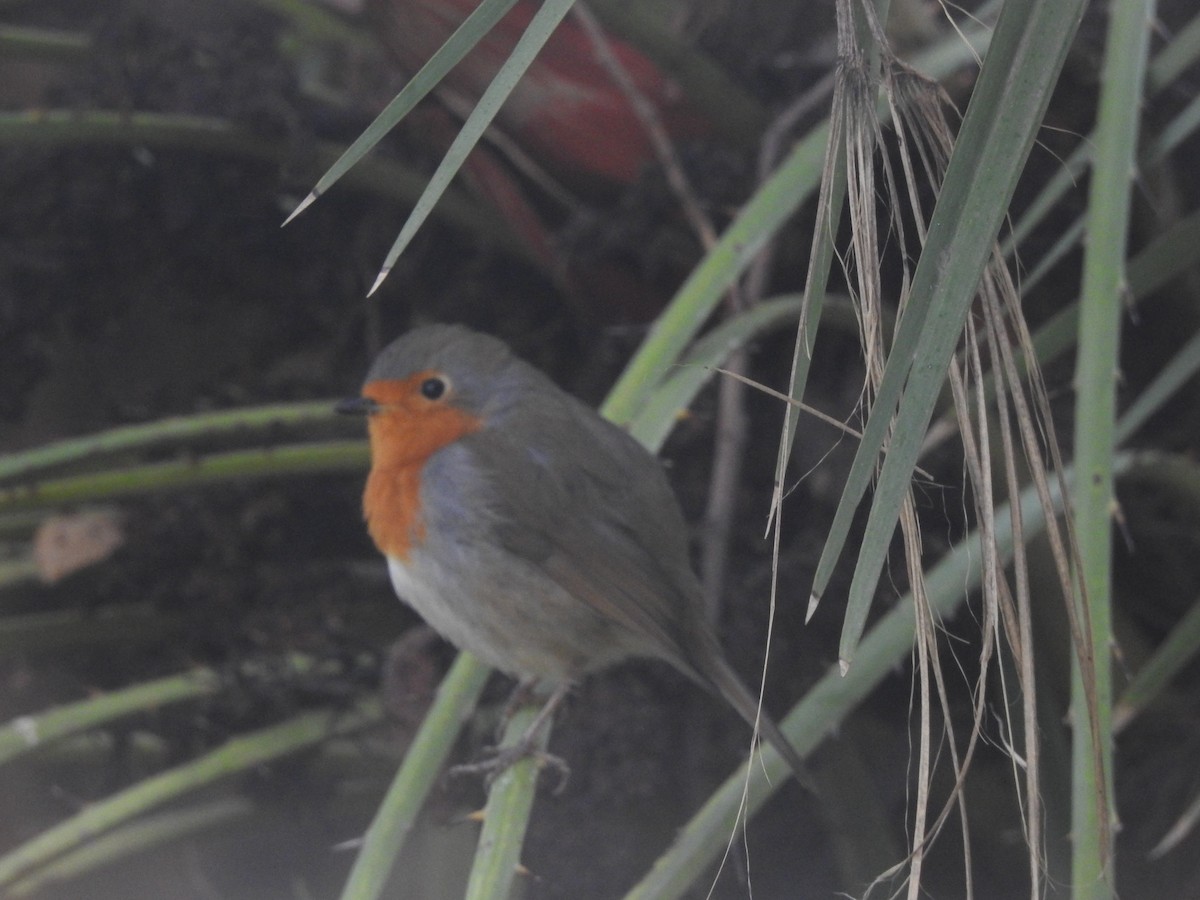 European Robin - ML642817615