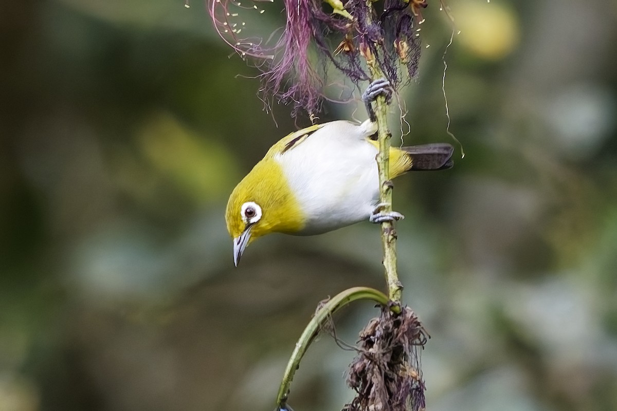 Ashy-bellied White-eye (Ashy-bellied) - ML642817616