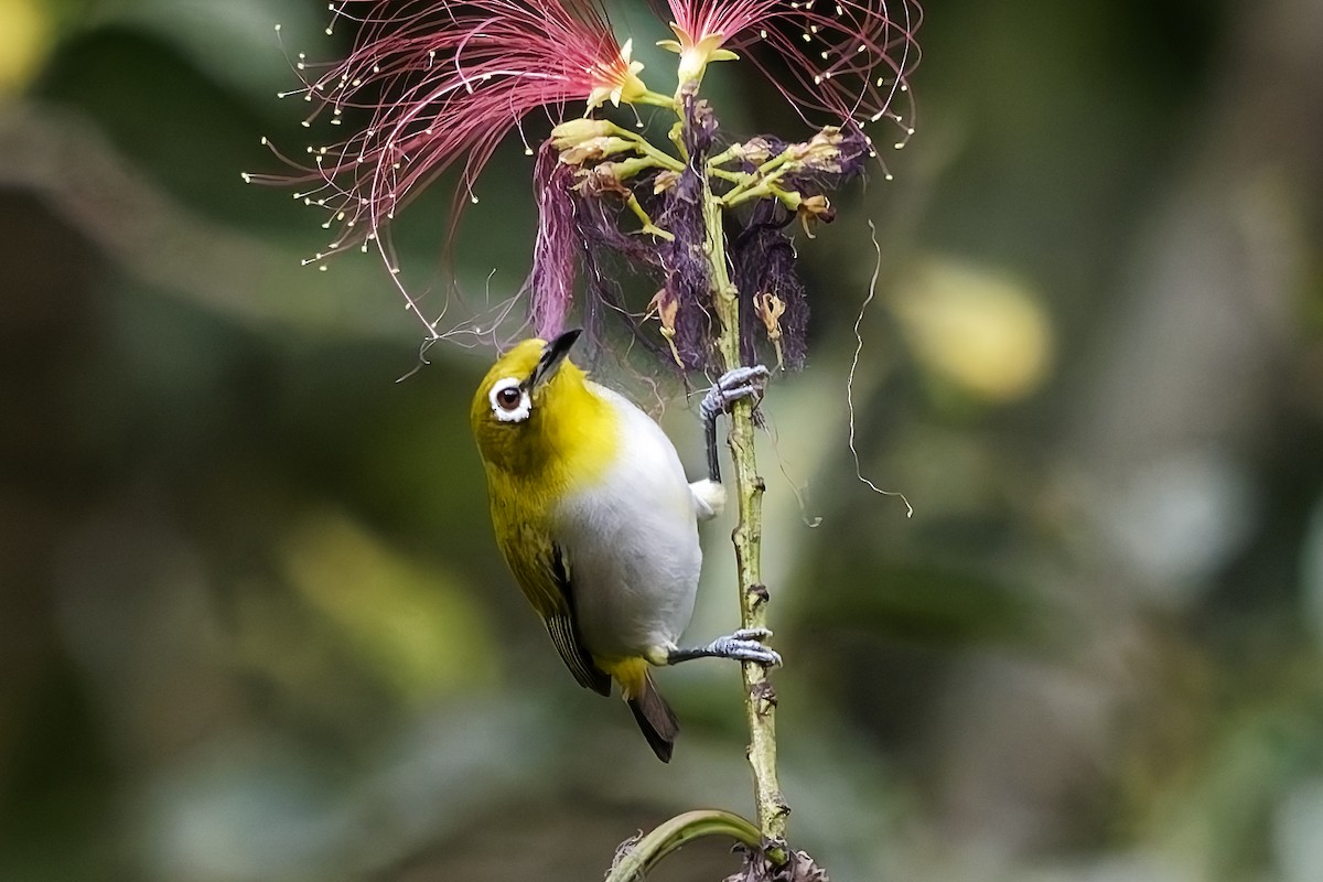 Ashy-bellied White-eye (Ashy-bellied) - ML642817617