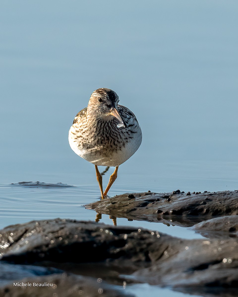 Pectoral Sandpiper - ML642817618